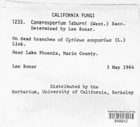 Camarosporium laburni image